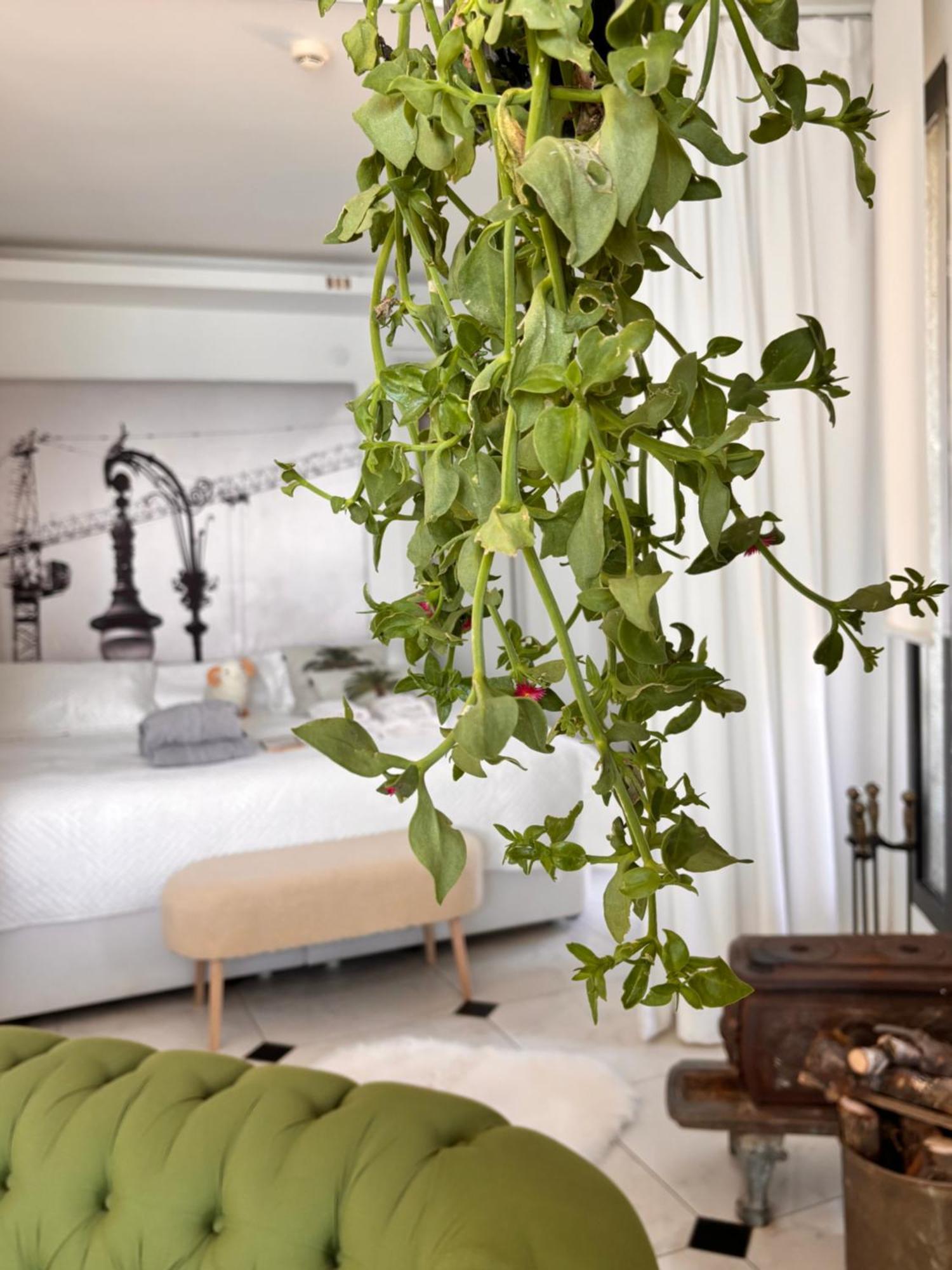 Sato Design Hotel (Adults Only) Çeşme Chambre photo